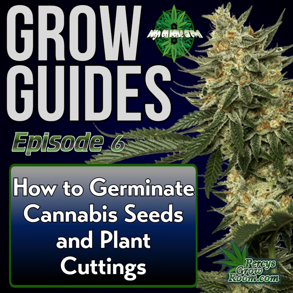 Cannabis Grow Guides episode 6, how to germinate cannabis seeds, high on home grown, cannabis podcast, stoners podcast, podcasts about cannabis, growing cannabis podcasts, 