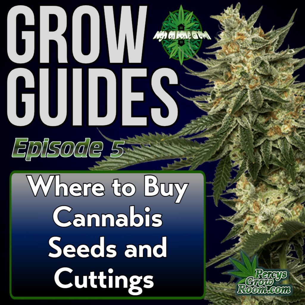 Cannabis Grow Guides episode 5, where to buy cannabis seeds, high on home grown, cannabis podcast, stoners podcast, podcasts about cannabis, growing cannabis podcasts, 