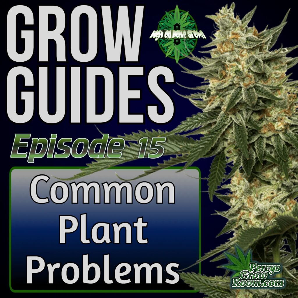 High on Home Grown episode 15, cannabis plants problem, sick cannabis plant, whats wrong with my cannabis plant, high on home grown, cannabis podcast, stoners podcast, podcasts about cannabis, growing cannabis podcasts, 