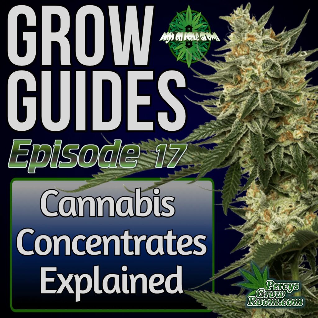cannabis grow guides episode 17, what are cannabis concentrates, high on home grown, cannabis podcast, stoners podcast, podcasts about cannabis, growing cannabis podcasts, 