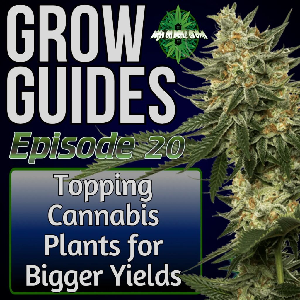 cannabis grow guides episode 20, topping cannabis plants for bigger yields, high on home grown, cannabis podcast, stoners podcast, podcasts about cannabis, growing cannabis podcasts, 