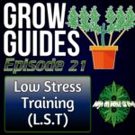 low stress training for cannabis plants, high on home grown, homegrown cannabis podcast, cannabis podcast, percysgrowroom