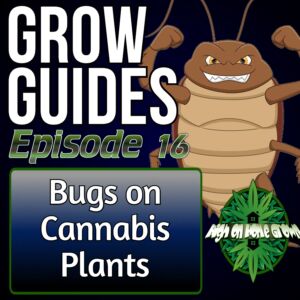 bugs on cannabis plants, high on home grown, cannabis podcast, homegrown cannabis podcast, podcasts about cannabis