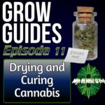 Drying and Curing Cannabis After Harvest, cannabis podcast, high on home grown, homegrown cannabis podcast, podcast for home growers,
