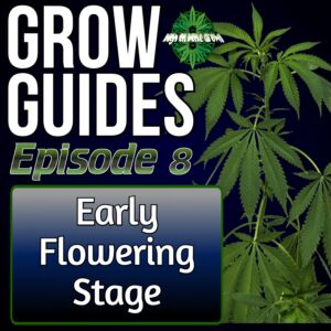 The Early Flowering Stage of Cannabis Plants, cannabis podcast, high on home grown, homegrown cannabis podcast, learn to grow cannabis podcast, best cannabis podcast,