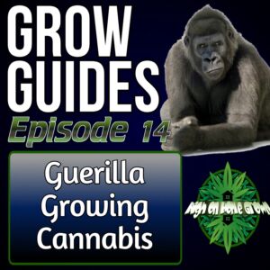Guerrilla Growing Cannabis Plants, cannabis podcast, high on home grown, homegrown cannabis podcast, outdoor cannabis growing,