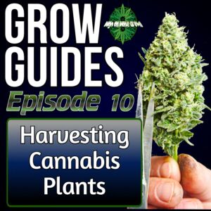 Harvesting Cannabis Plants, cannabis podcast, high on home grown, homegrown cannabis podcast, podcast about cannabis,
