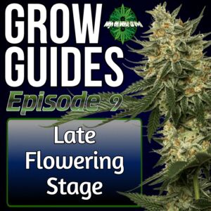 The Late Flowering Stage of Cannabis, Flowering cannabis plants, grow big buds, cannabis podcast, homegrown cannabis podcast, high on home grown, cannabis growing podcasts,
