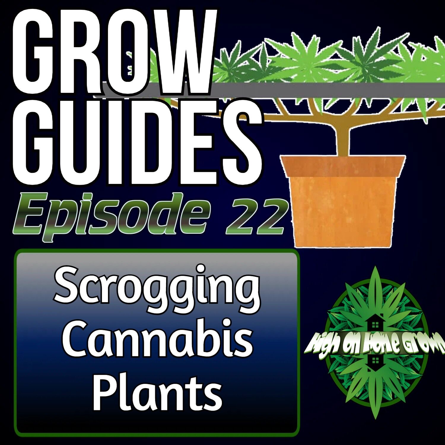 scrogging cannabis plants, cannabis podcast, high on home grown, homegrown cannabis podcast, podcast for weed growers,