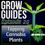 Topping Cannabis Plants for Bigger Yields, high on home grown, cannabis podcast, homegrown cannabis podcast, learn to grow cannabis, podcasts about growing weed,