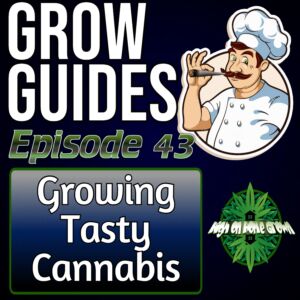 How to Grow Great Tasting Cannabis, best tasting cannabis, what cannabis has the best flavour, how to increase flavour of cannabis, podcast for cannabis growers, cannabis podcasts,