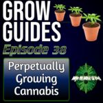 Perpetually Growing Cannabis, cannabis podcasts, podcasts for growing cannabis, podcast to learn how to grow cannabis,
